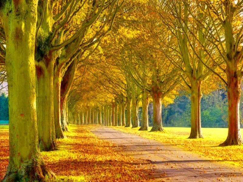 Tree-lined Path — Yellow, Serene, Autumn