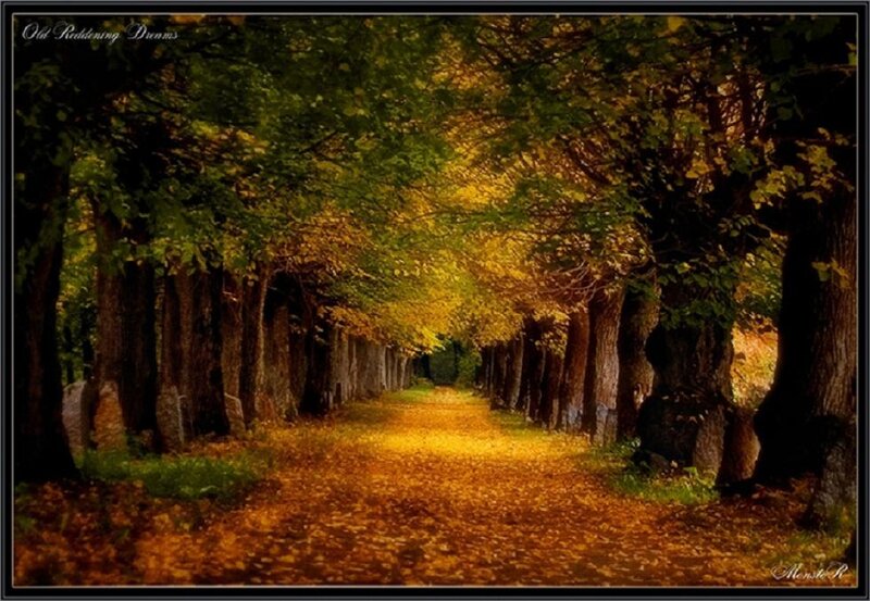 Tree-lined Path — Yellow