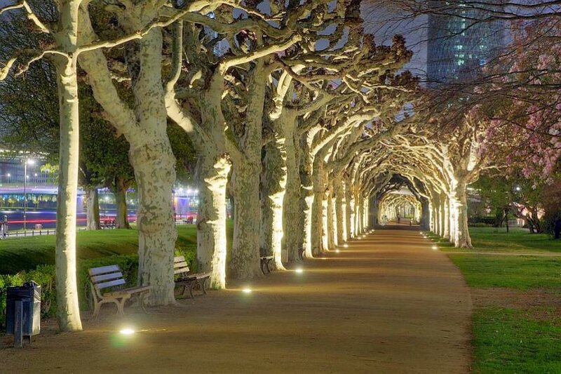 Tree-lined Pathway at Night — Green