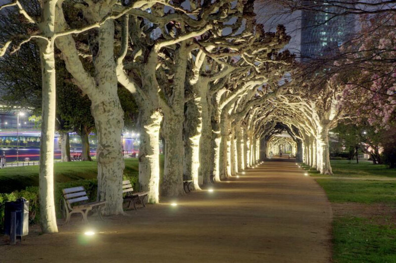 Tree-lined Pathway at Night