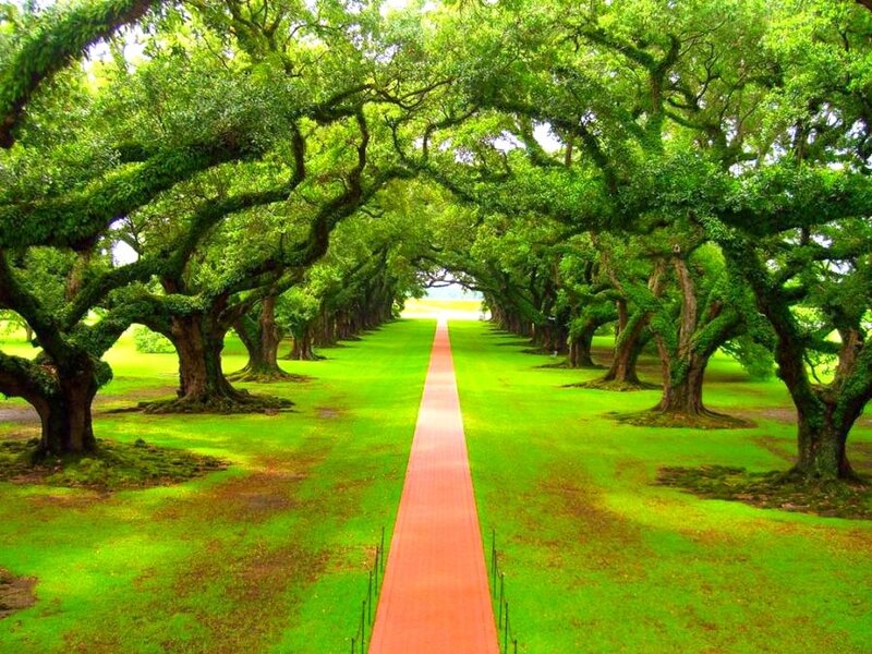 Tree-lined Pathway — Green, Serene, Afternoon, Photograph, Path, Grass, Trees, Red