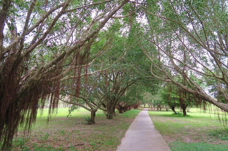Tree-lined Pathway — Green, Serene, Afternoon, Photograph, Path