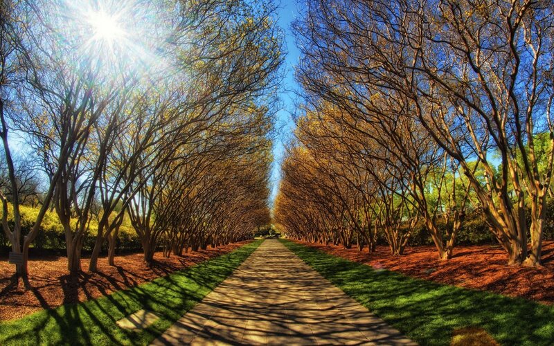 Tree-lined Pathway — Green, Serene, Afternoon, Photograph, Sun, Path