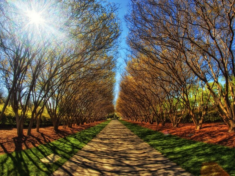 Tree-lined Pathway — Green, Serene, Afternoon, Photograph, Sun