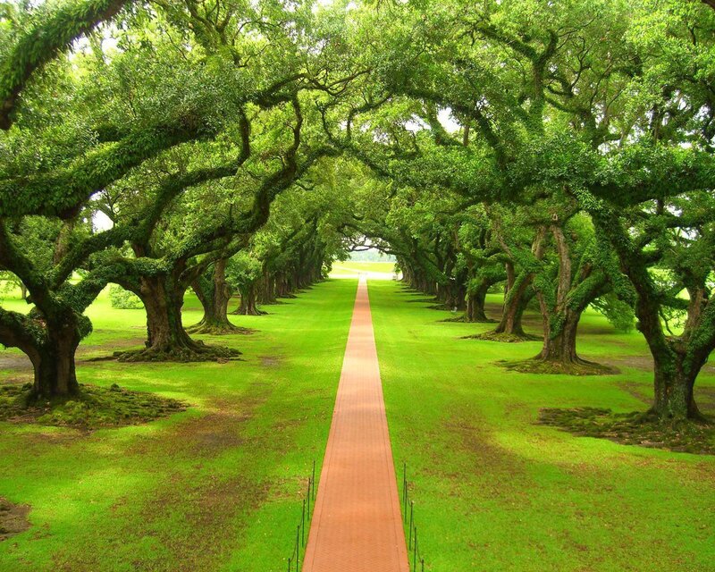 Tree-lined Pathway — Green, Serene, Afternoon, Photograph