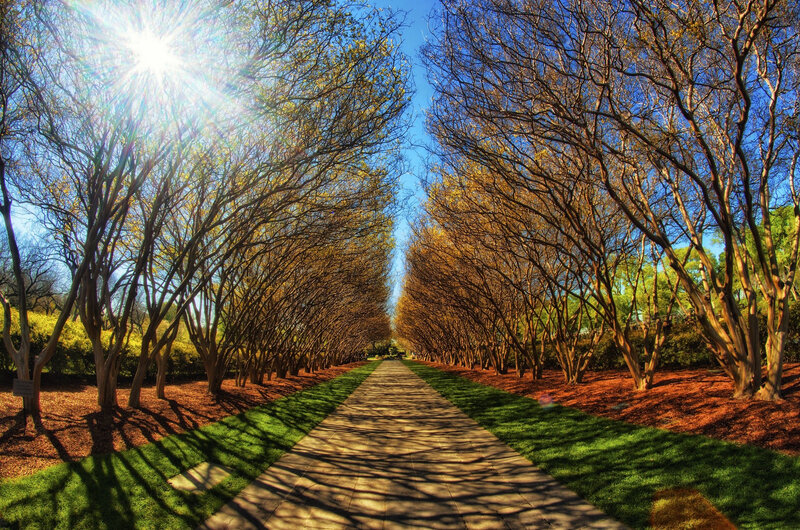 Tree-lined Pathway — Green, Serene, Afternoon