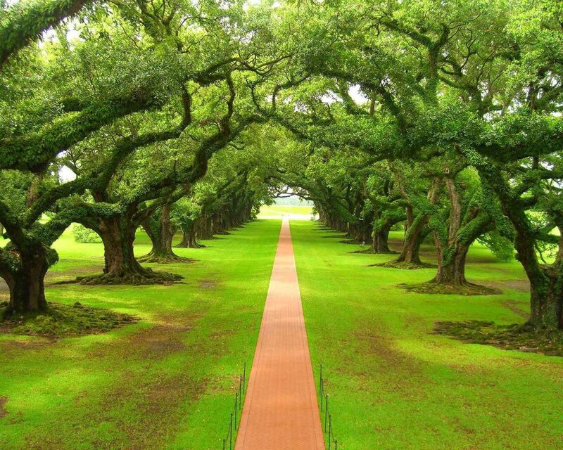 Tree-lined Pathway — Green, Serene
