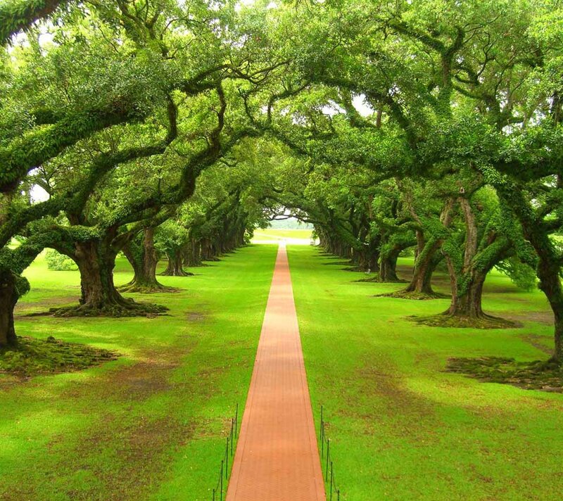 Tree-lined Pathway — Green