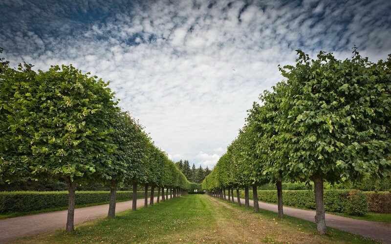 Tree-lined pathway in a park