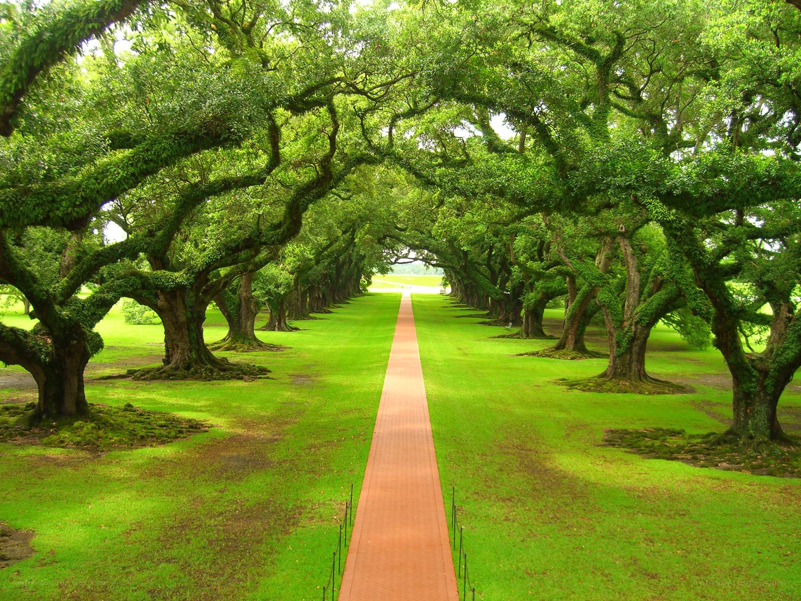 Tree-lined pathway in a park