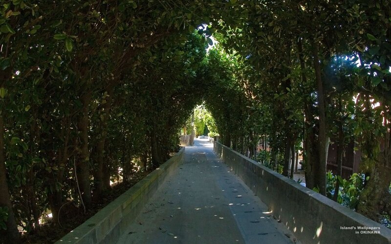 tree-lined pathway in Okinawa
