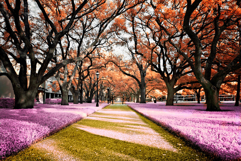 Tree-lined Pathway — Orange
