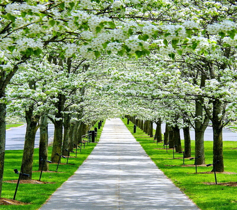 Tree-lined Pathway