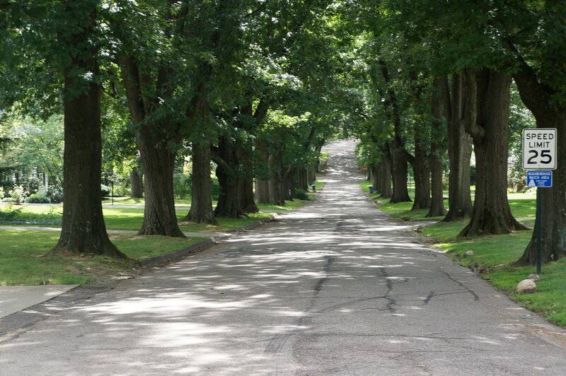 Tree-lined Residential Street — Green, Serene, Afternoon, Photograph