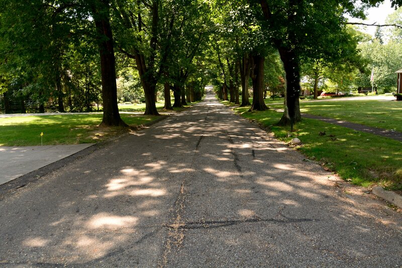 Tree-lined Residential Street — Green, Serene, Afternoon, Photograph, Trees, Grass