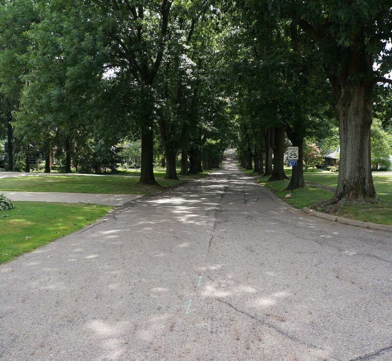 Tree-lined Residential Street — Green, Serene