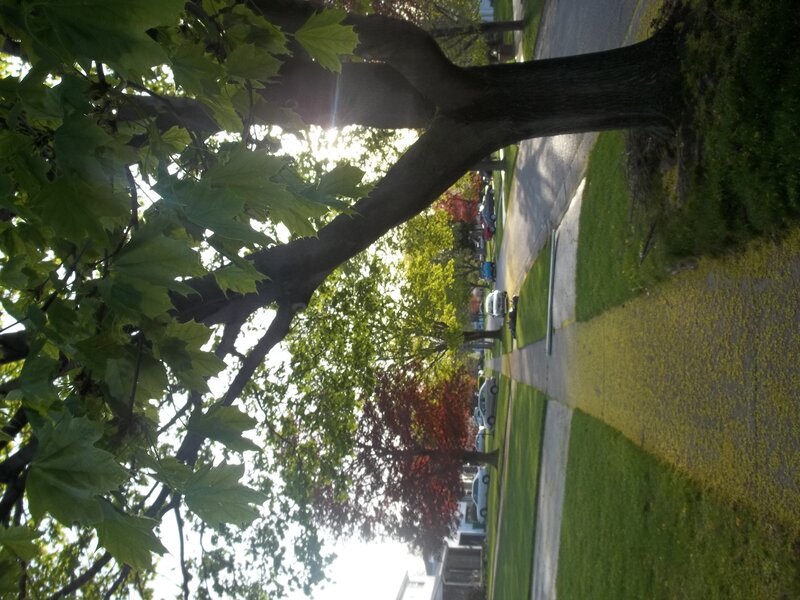 Tree-lined Residential Street