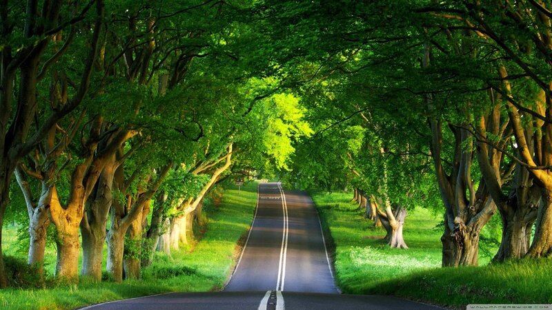 Tree-lined Road — Afternoon