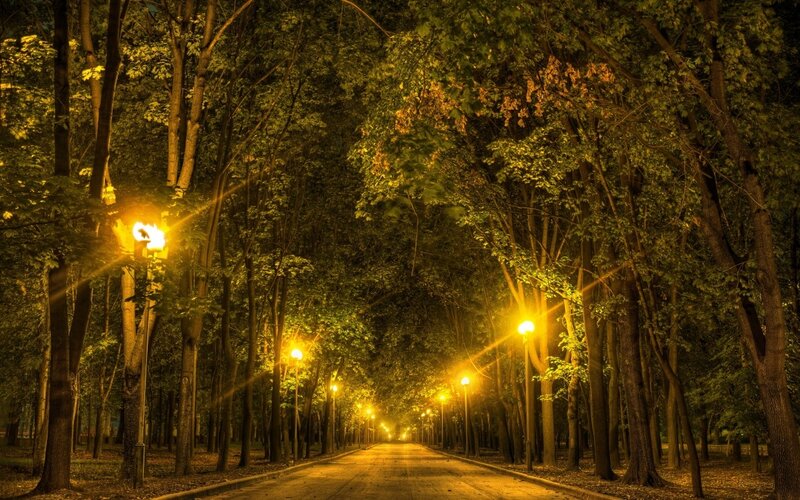 Tree-lined Road at Night