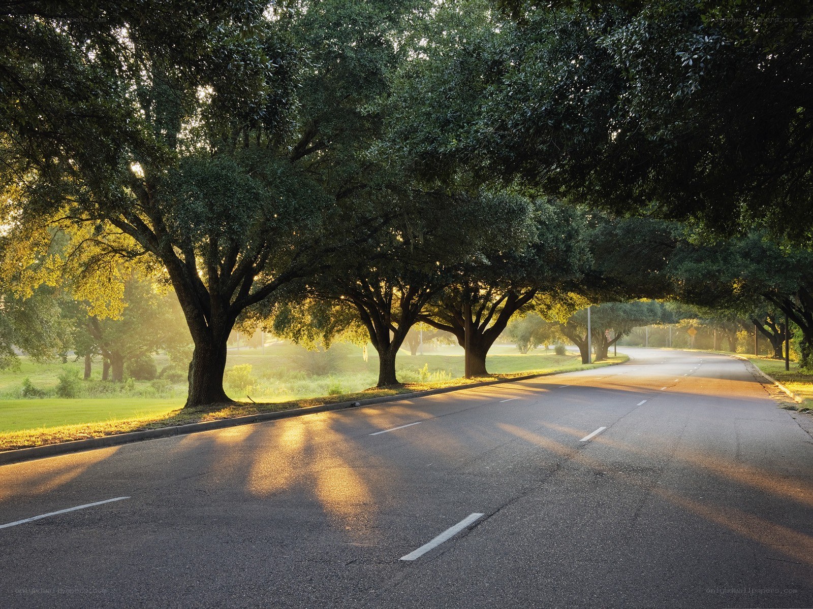 tree-lined road at sunrise