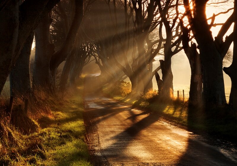 Tree-lined Road at Sunrise — Brown