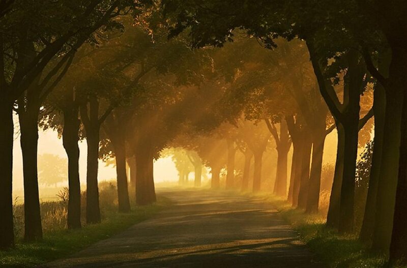 Tree-lined Road at Sunrise — Golden