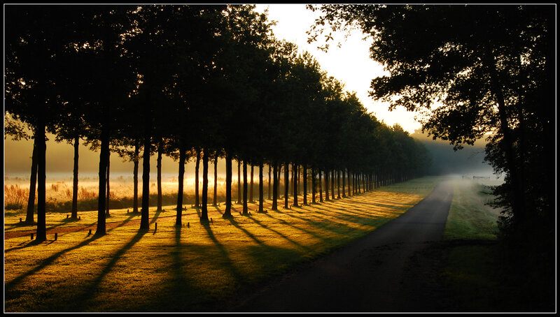 Tree-lined Road at Sunrise — Green