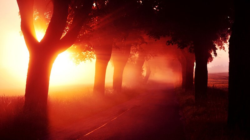 Tree-lined Road at Sunrise — Red, Dramatic