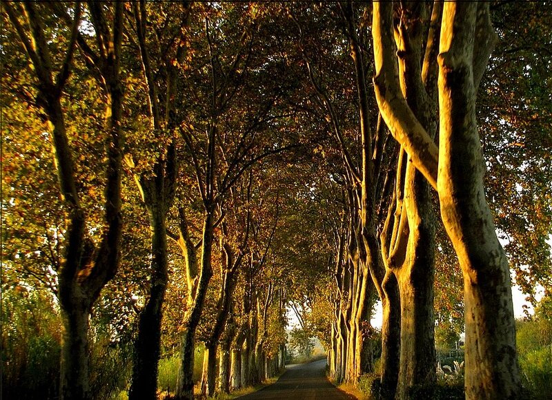 Tree-lined Road at Sunset — Green, Serene