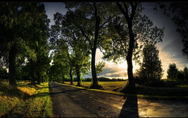 Tree-lined Road at Sunset — Green