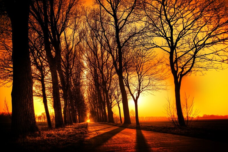 Tree-lined Road at Sunset — Orange