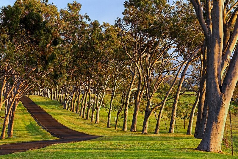 Tree-lined road at sunset