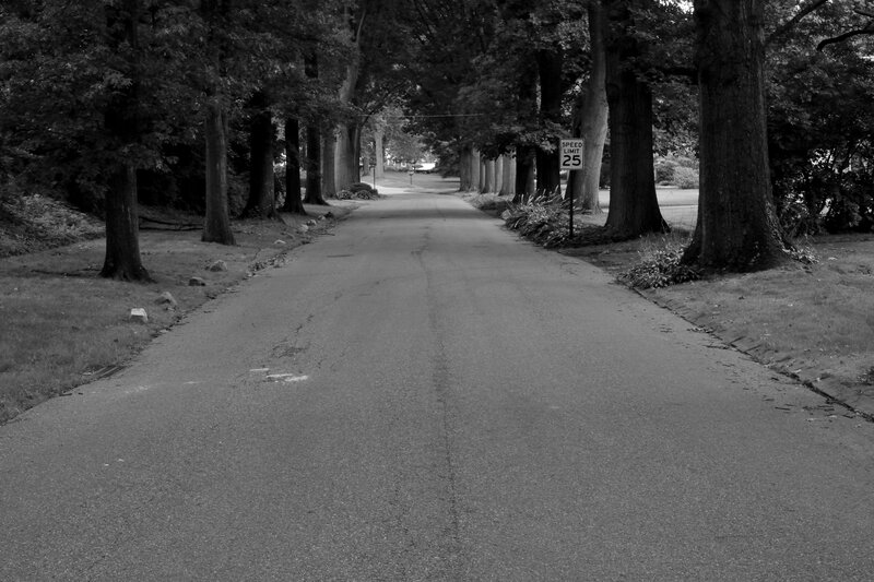 Tree-lined Road — Black, Serene