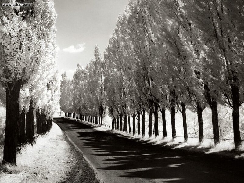 Tree-lined Road — Black