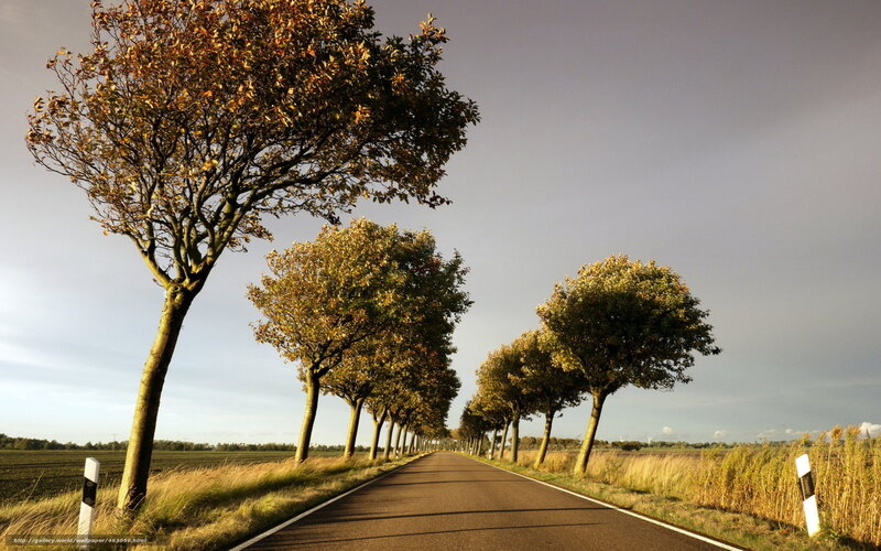 Tree-lined Road — Brown, Serene