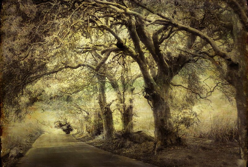 Tree-lined Road — Brown
