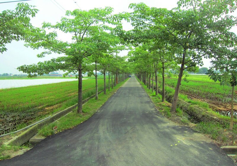 Tree-lined Road — Green, Calm, Afternoon