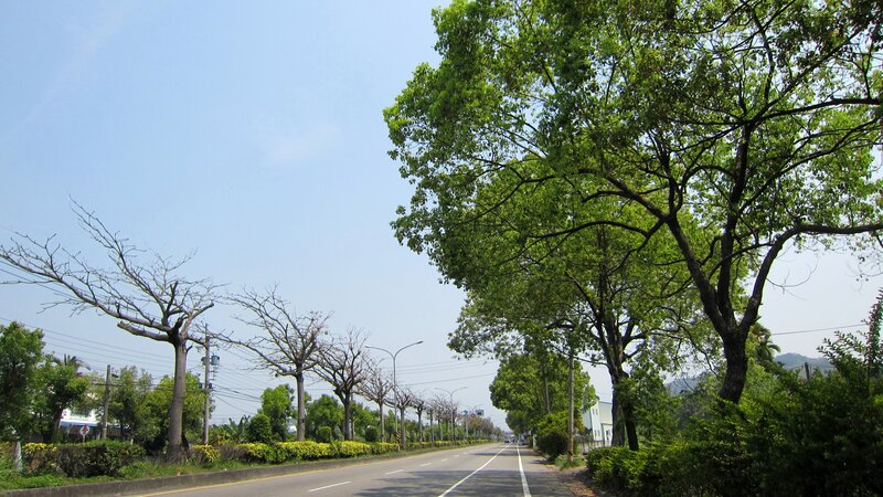 Tree-lined Road — Green, Calm