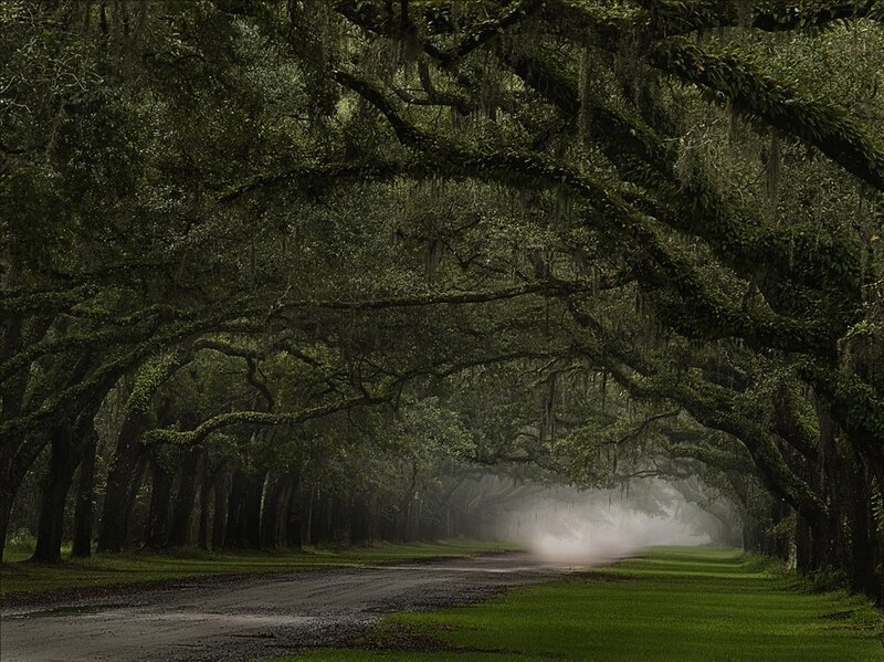 Tree-lined Road — Green, Misty
