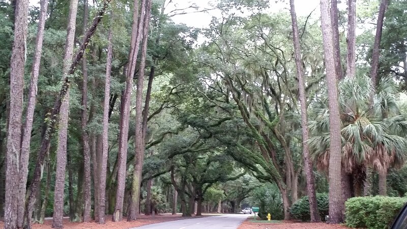 Tree-lined Road — Green, Serene, Afternoon, Photograph, Palm Tree