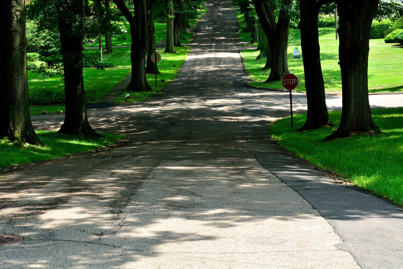 Tree-lined Road — Green, Serene, Afternoon, Photograph, Stop Sign