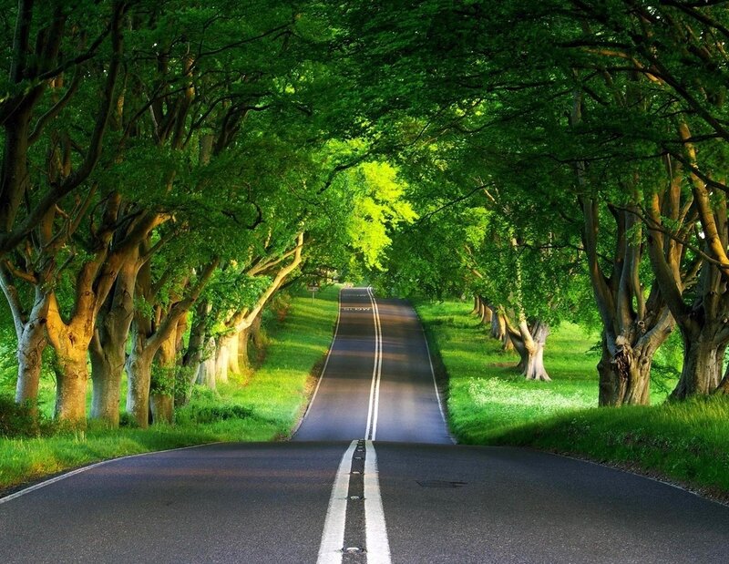 Tree-lined Road — Green, Serene, Afternoon, Photograph