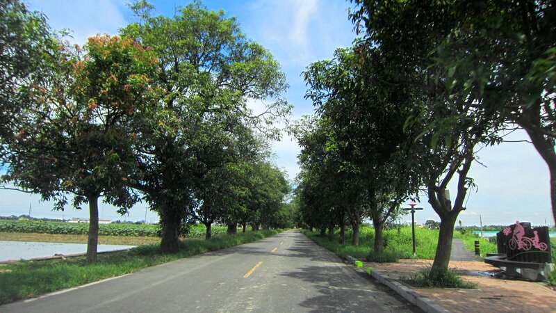 Tree-lined Road — Green, Serene, Afternoon, Photograph, Trees, Bench