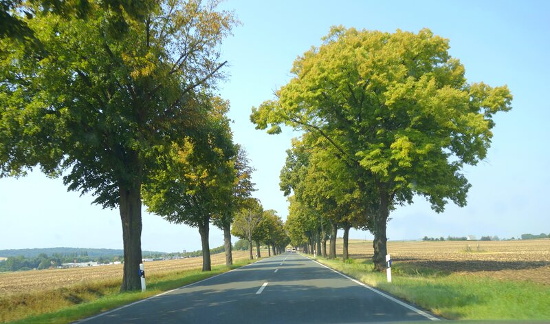 Tree-lined Road — Green, Serene, Afternoon, Photograph, Trees, Fields