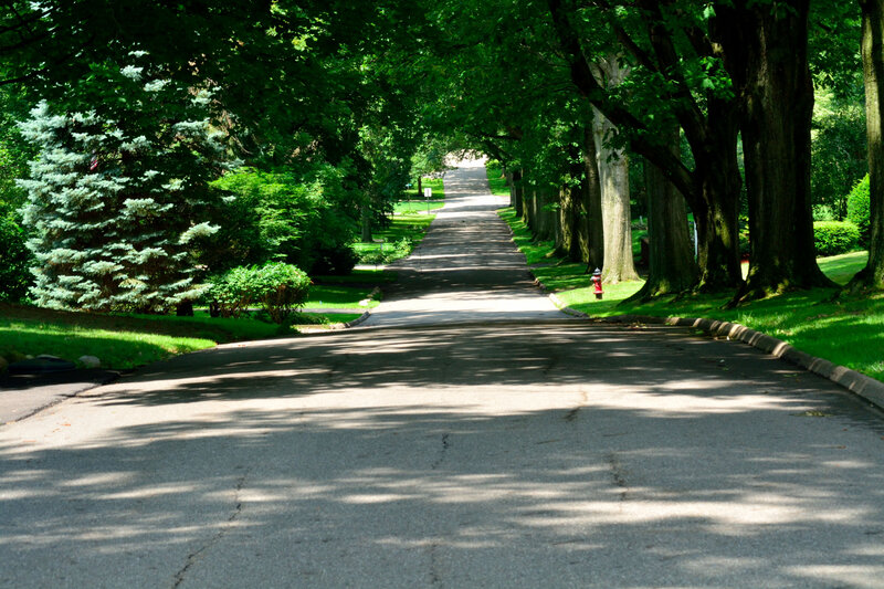 Tree-lined Road — Green, Serene, Afternoon, Photograph, Trees, Fire Hydrant