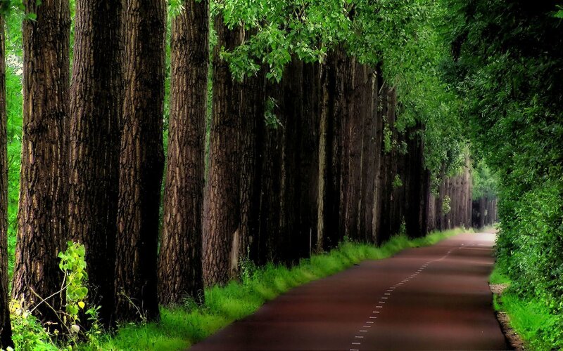 Tree-lined Road — Green, Serene, Afternoon, Photograph, Trees, Grass, Brown