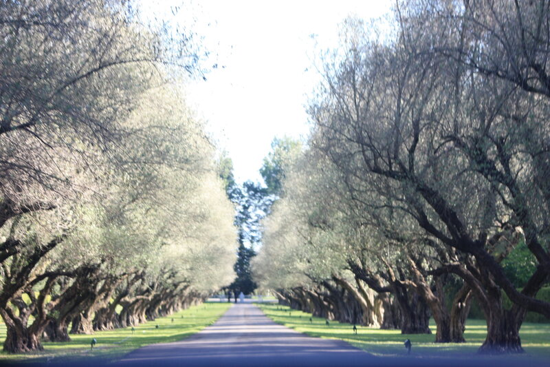 Tree-lined Road — Green, Serene, Afternoon, Photograph, Trees, Grass, Brown, White
