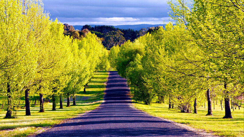 Tree-lined Road — Green, Serene, Afternoon, Photograph, Trees, Grass, Mountains
