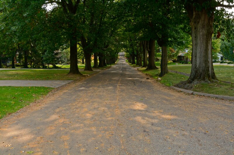 Tree-lined Road — Green, Serene, Afternoon, Photograph, Trees, Grass, Sidewalk