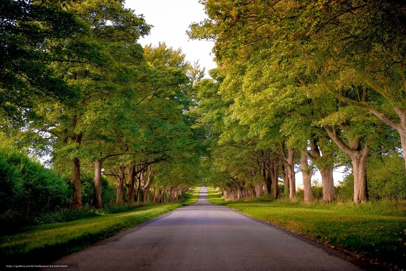 Tree-lined Road — Green, Serene, Afternoon, Photograph, Trees, Grass, Sky
